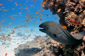 Fotobehang Moray eel in the cave of the coral reef © vlad61_61