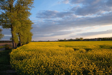 yellow rapeseed field in spring. blue clouds. horizon landscape in Poland