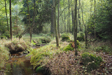 Bachlauf im Wald