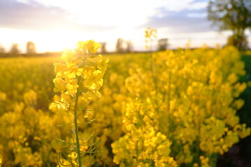 Obraz premium Rapeseed field. Yellow flowers against the blue sky. Spring