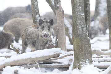 Wild boar in snow during winter time