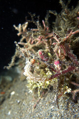 Suchbild mit Nacktschnecke, vermutlich Baeolidia moebii