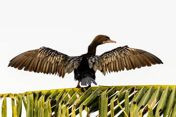 Little cormorant sitting on tree to dry its wings after a dive in search of food in shallow water. 