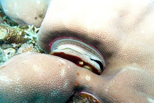Pedum spondyloideum Irisierende Kammmuschel, Korallenmuschel