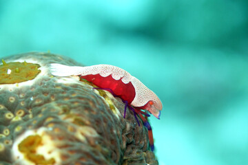 Imperator-Garnele (Zenopontonia rex) auf  Augenfleck-Seewalze