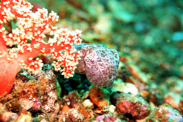 Sepia spec. neben einer roten Koralle