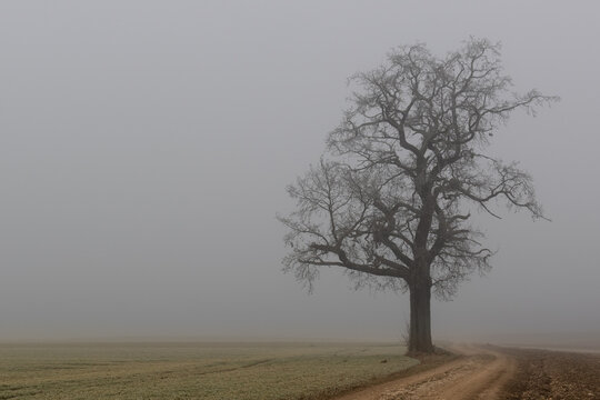 tree in the fog