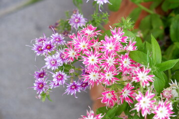 pink flowers in the garden