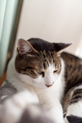 Naklejka premium のんびり過ごす猫 キジトラ猫