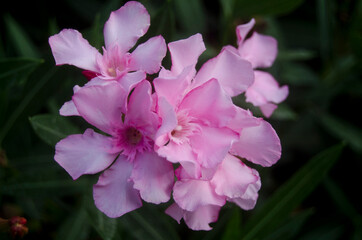 Close up pink flower blossom, Oleander blooming