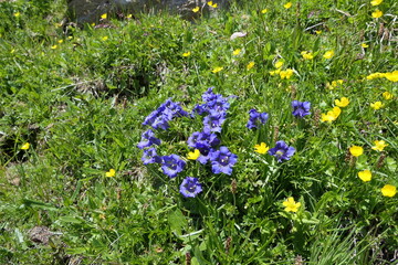 Mountain meadows with yellow alpine flowers and blue shining gentians