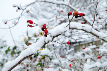 Rose hips in winter with frost and snow.