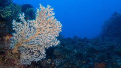 Fototapeta na wymiar Falso Coral Negro