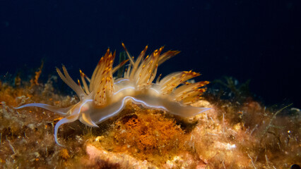 Nudribranquio Godiva de fuego