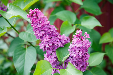 Lilac blossom in spring scene. Spring blooming lilac flowers. Lilac flowers