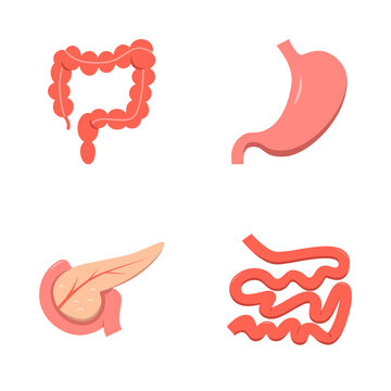 Digestive system icon set in flat style