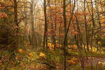 Fall colors in a sunny and dense forest.