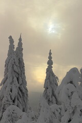 snowy tree on the edge of the forest with clouds in the background