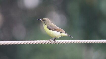 Female Purple Sunbird