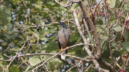 Myna sitting on a tree branch