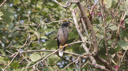 Obraz premium Myna sitting on a tree branch