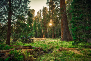 Sunset in the Giant Sequoia Forest, Sequoia National Park, California
