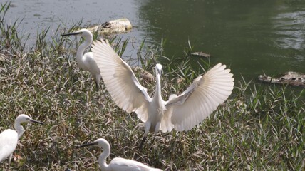 Egret landing after a flight