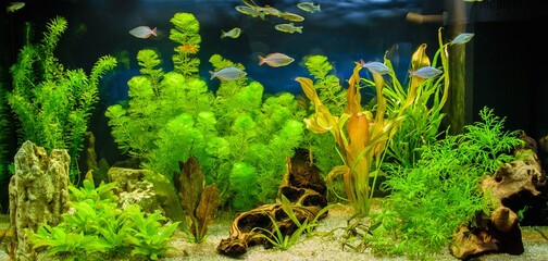 Freshwater aquarium with tropical fish, shrimps and water plants. Aqua scape and aqua design.	