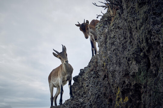 cabra muflon antilope animal salvaje fauna libertad 