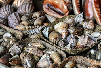 Various polished sea shells on display at street souvenir market