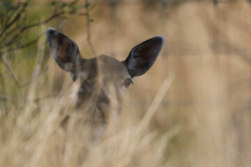 ciervo pequeño camufaldo fana naturaleza fauna salvaje castilla