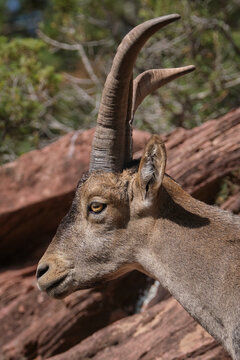 cabra muflon antilope animal salvaje fauna libertad 