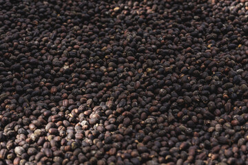 High angle shot of the harvest of freshly collected coffee beans