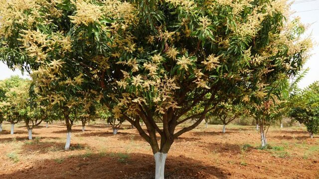 Vertical view of mango tree filled with flowerings