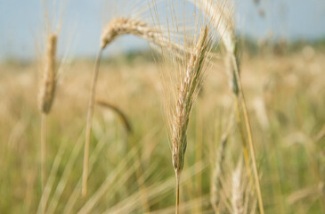 Ripe ears of wheat close up in the agricultural field