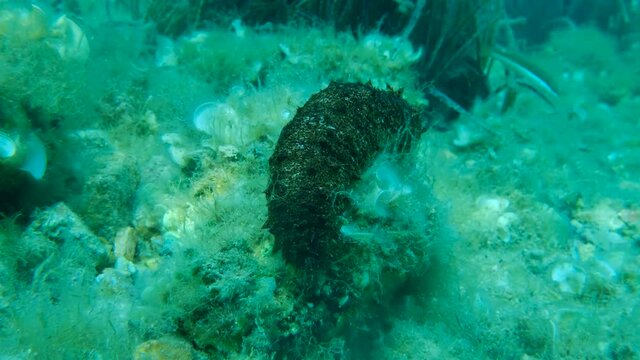 Close-up of Cotton-spinner or Tubular sea cucumber (Holothuria tubulosa) 4K - 60 fps. Adriatic Sea, Montenegro, Europe