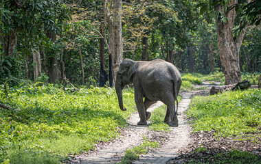 Fototapeta premium Elephant in the forest of Kaziranga in Assam.
