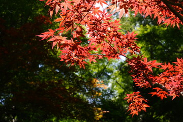 red maple leaves