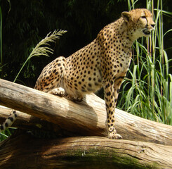 Closeup horizontal shot of a powerful cheetah sitting on a log