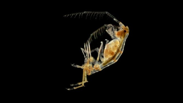 Crustacean Dulichia sp. under the microscope, of the Dulichiidae family, live on sticks that they build for themselves, usually live where there is current, specimen found in the Barents Sea, female w