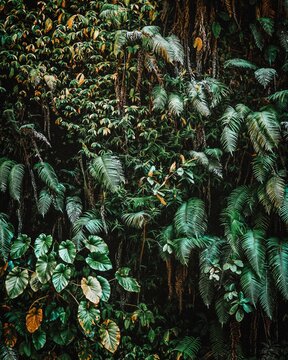 Blick auf die vielen verschiedenen Bl&auml;tter und Pflanzen des Dschungels. Der Urwald auf Bali, Indonesien. Pflanzentexturen in der Natur.