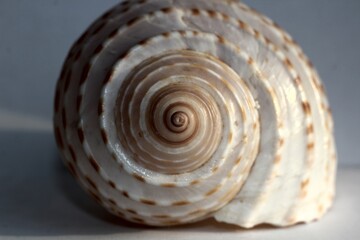 big seashell from the beach on a white background