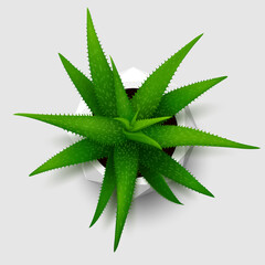 Succulent house plant (Aloe) in polygonal white flower pot. Top view. Isolated on gray background. Realistic vector illustration.