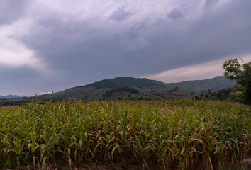 Fields landscape scenery view of Thailand with local villages and behind is forest mountains with beautiful morning sunlight clouds and bright blue sky. No focus, specifically.
