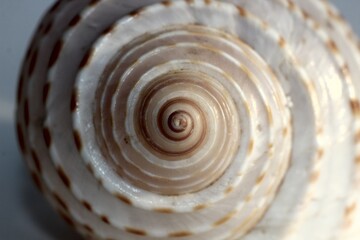 big seashell from the beach on a white background