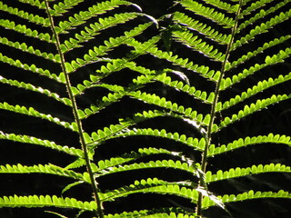 Fototapeta premium fern leaf background