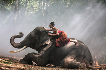 Thailand Countryside; Women and elephant on the forest background, elephant Thai in Surin Thailand.