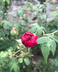 red rose and raindrops