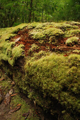 a picture of an exterior Pacific Northwest forest with conifer tree logs