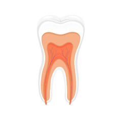 Tooth anatomy vector dental. Tooth Medical Illustration.